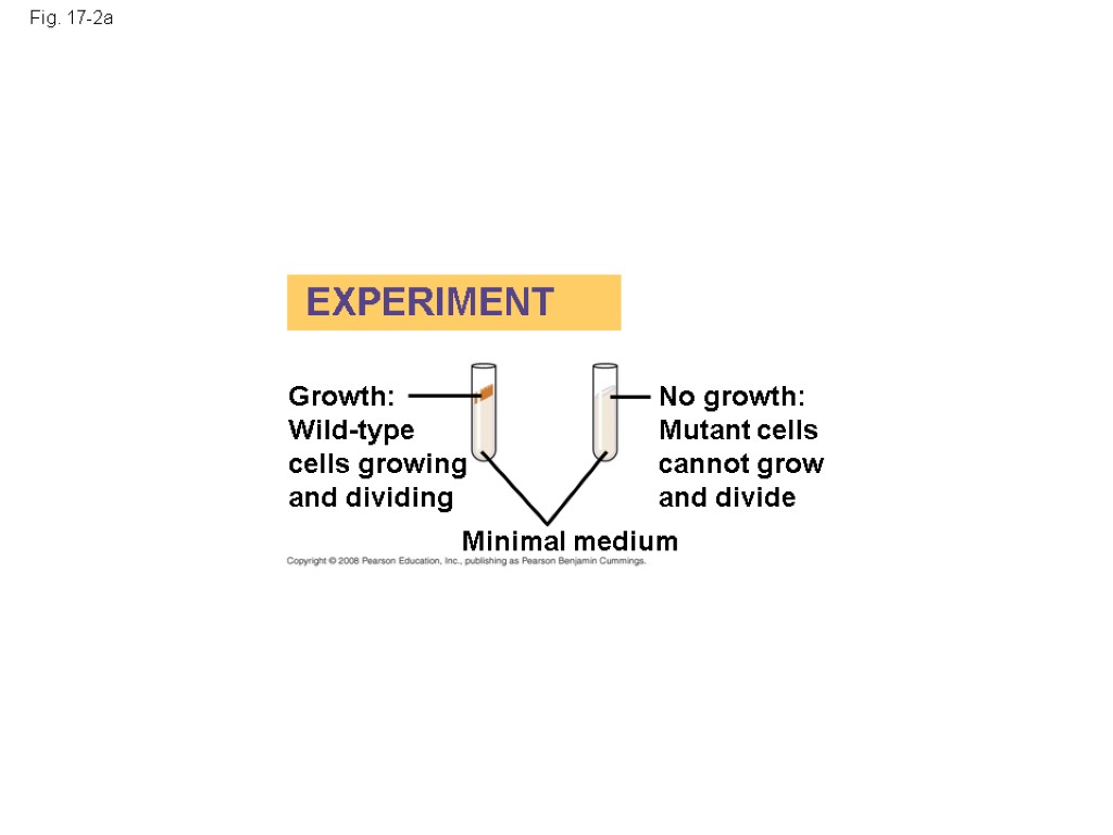 Fig. 17-2a EXPERIMENT Growth: Wild-type cells growing and dividing No growth: Mutant cells cannot